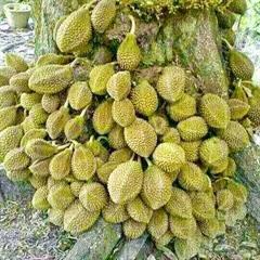 کورا کورا 